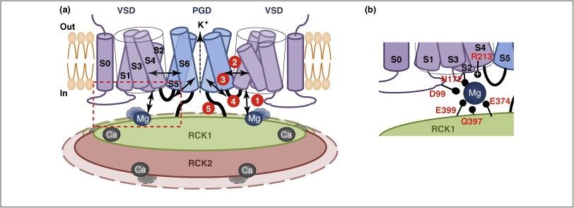 Interactions between structural domains in BK channels.