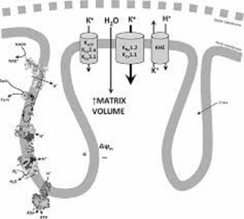 Mitochondrial K+ cycle.