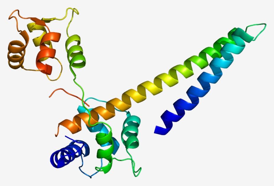KCNN2 Membrane Protein Introduction
