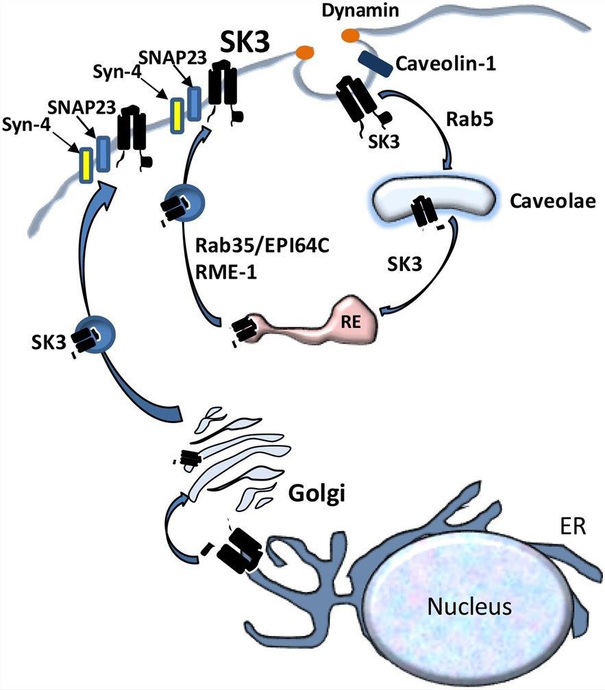 Schematic model of the proposed endocytosis and recycling of KCa2.3 at the plasma membrane.