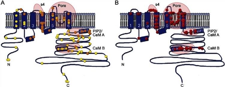 KCNQ2 transmembrane topology.