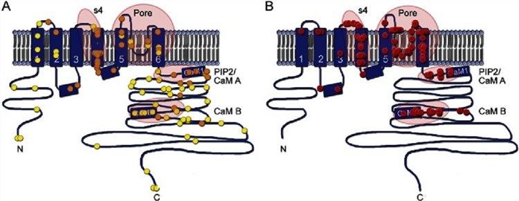 KCNQ2 transmembrane topology.