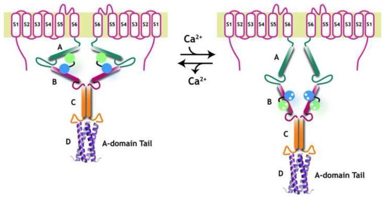 Model for the calcium-dependent interactions of neuronal KCNQ channels and CaM.