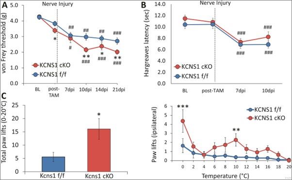 Peripheral Kcns1 deletion triggers exaggerated pain phenotypes after nerve injury. 