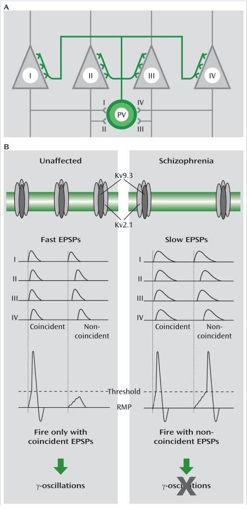Functional Implications of Reduced Kv2.1/Kv9.3 Channel Expression in Cortical Parvalbumin Neurons in Schizophreniaa