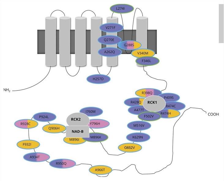 Schematic diagram of the location of mutations in KCNT1.