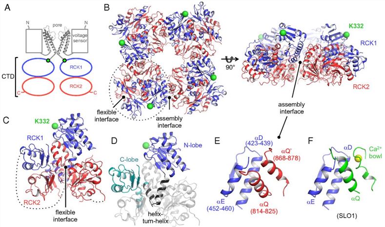 hSLO3 gating ring structure. 