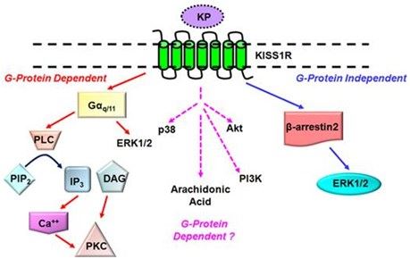 KISS1R Membrane Protein Introduction