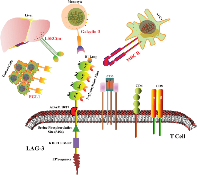 Fig.1 The structure and ligands of LAG3. (Huo, et al., 2022)