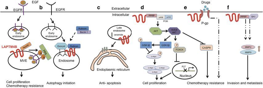 mechanisms for LAPTM4B promoting cancer development