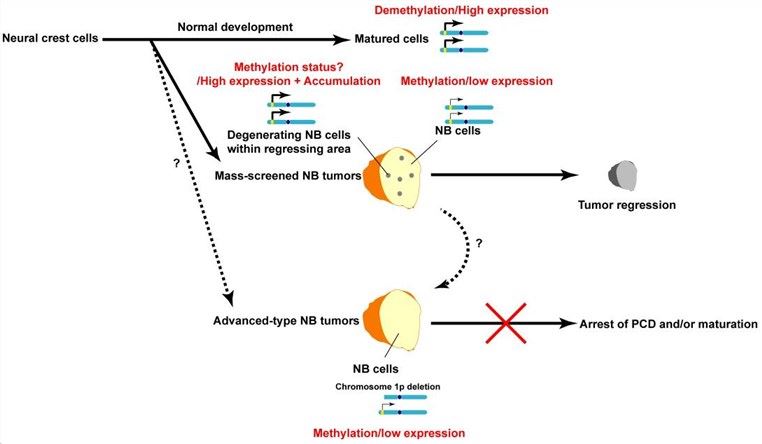 Model of the relationship between LAPTM5-mediated degeneration and propensity for spontaneous regression of NB tumor