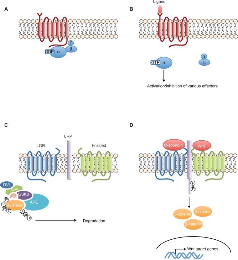The G-protein coupled receptors signaling pathway.