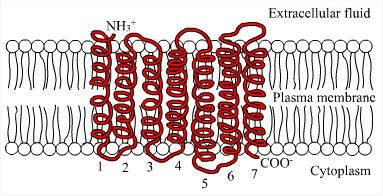 LHCGR Membrane Protein Introduction