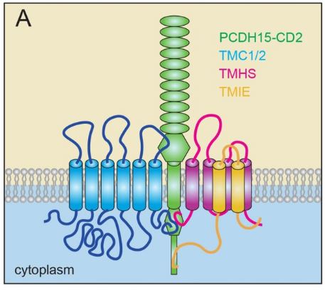  Tetraspan membrane protein in hair cell stereocilia (TMHS)/LHFPL5 bind to PCDH15 and are constituents of the sensory mechanoelectrical transduction (MET) machinery.
