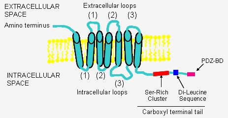 Structure of the LPAR1.