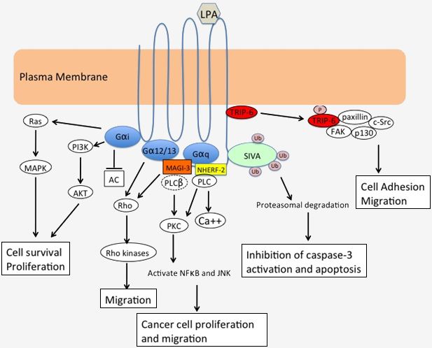 The mechanism of LPA signaling transduction.