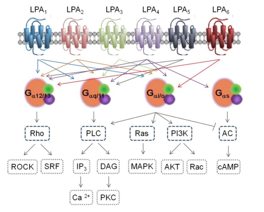 Schematic representation of the signaling pathways activated by the LPA1–6 receptors.
