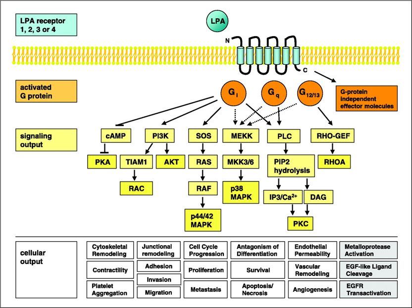 Schematic illustration of LPA/GPCR signaling pathways.
