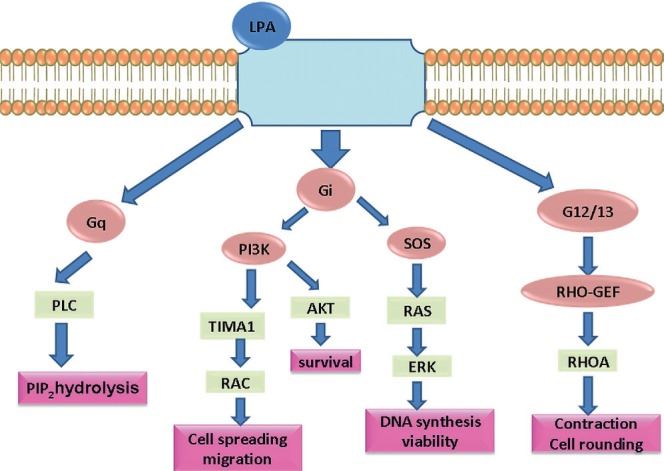 Diverse pathways of lysophosphatidic acid (LPA) signal transduction.