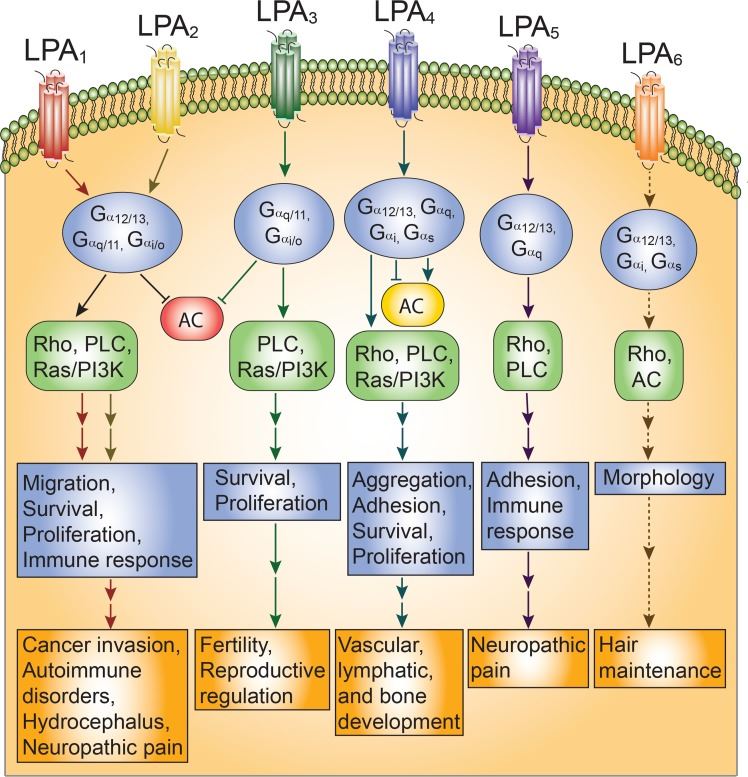 LPAR signaling and functional outcomes.