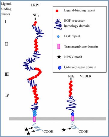 Structure of LRP1 and VLDLR