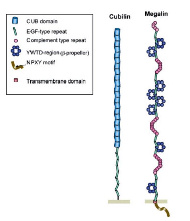 Schematic representation of megalin/LRP2