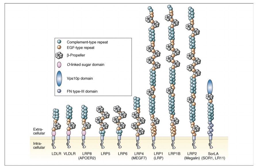 The LRP family
