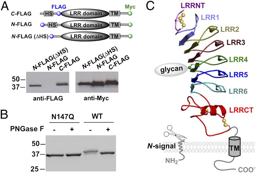 Structural features of LRRC26