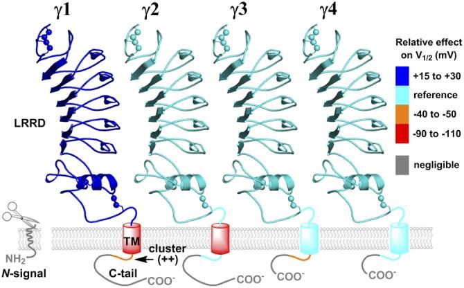 Structural features of LRRC55 (γ3)