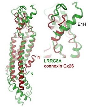 Superposition of subunits of LRRC8A (green) and connexin Cx26 (red, left) and expanded view of the ESD (right). Selected secondary structure elements are indicated.