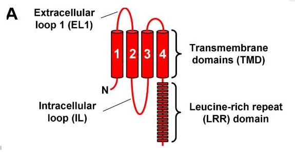 Cartoon showing key structural features of LRRC8 protein. LRRC8 proteins comprise four predicted transmembrane domains (TMDs), a large EL1 connecting TMDs 1 and 2, an IL connecting TMDs 2 and 3, and a C-terminal LRR domain.