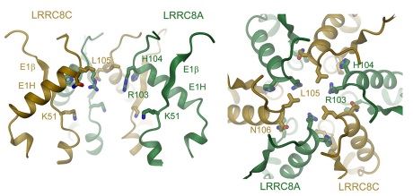 Part of the ESD of the LRRC8A/C model. Subunits A and C are shown in green and orange, respectively.