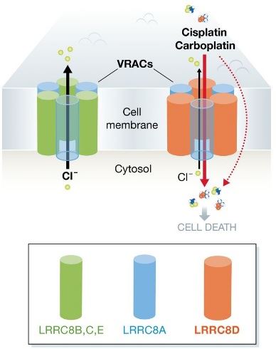 The VRAC consists of a mandatory LRRC8A subunit with an additional LRRC8B-E subunit. VRAC containing LRRC8D has a high permeability for the platinum anticancer drugs cisplatin and carboplatin, allowing the drug to enter cells and cause cell death.