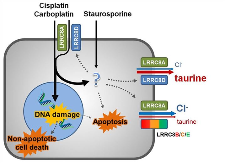 The anticancer drugs cisplatin and carboplatin as well as the pro-apoptotic staurosporine enter the cell by passive diffusion. Pt-based drugs induce non-apoptotic cell death by DNA damage and induce apoptosis to a lesser extent, while Pt-based drugs and staurosporine channels containing LRRC8A and LRRC8D are mainly used uptake of Pt-based drugs.