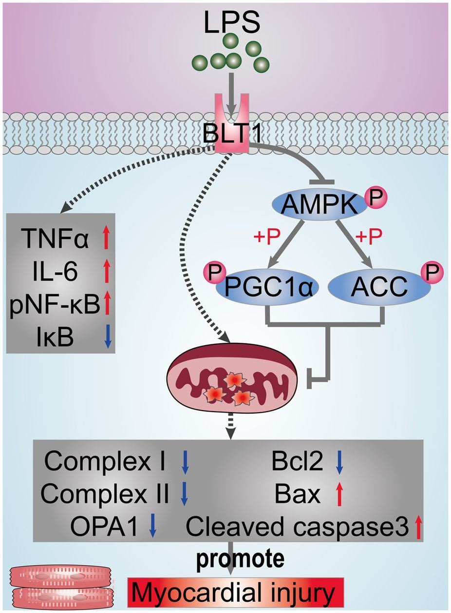 Inhibition of leukotriene B4 receptor 1 attenuates LPS-induced cardiac dysfunction: role of AMPK-regulated mitochondrial function.