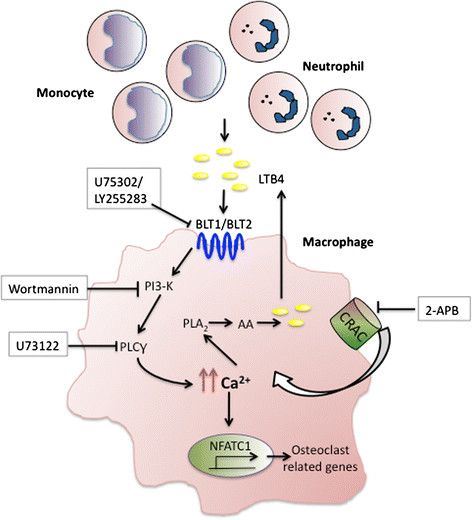 Schematic representation of leukotriene B4 signaling events augmenting osteoclastogenesis.