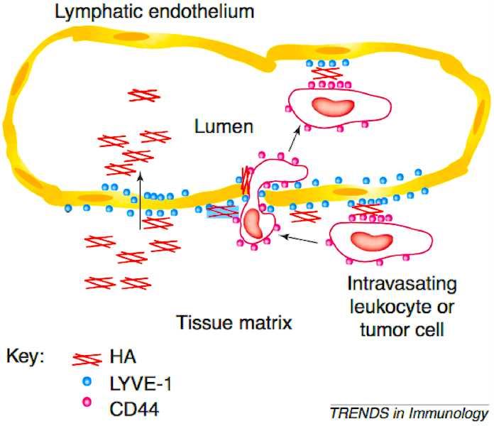 LYVE1 Membrane Protein Introduction