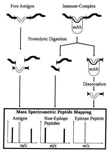 Scheme of the epitope mapping method by limited proteolysis.