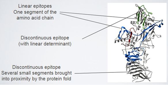B cell epitope.