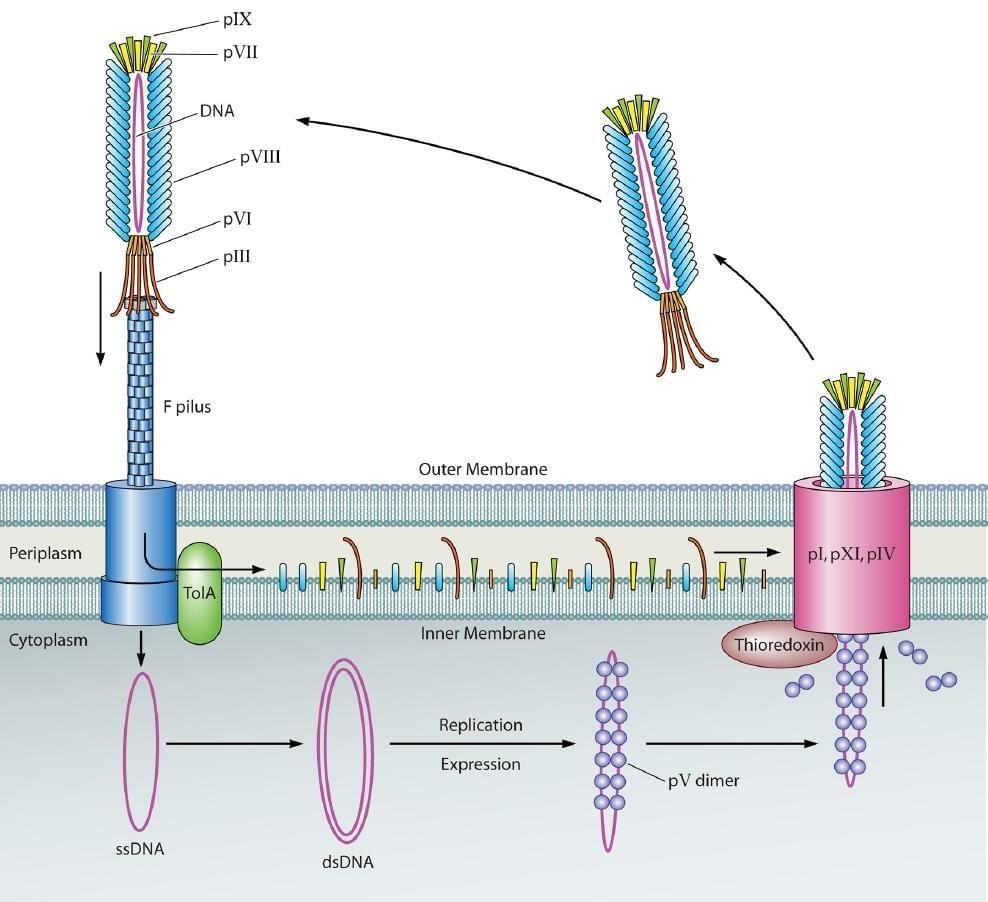 Fig. 1. O ciclo de vida dos fagos filamentosos. (Huang, Bishop-Hurley and Cooper 2012)