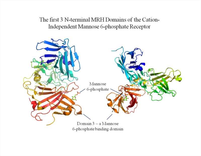 M6PR Membrane Protein Introduction