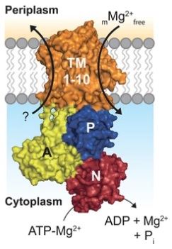  The top panel shows the MAGTs transmembrane domain (TM), the actuator domain (A), the phosphorylation domain (P) and the nucleotide-binding domain (N). MAGT transports Mg2+ ions to the cytoplasm as a function of ATP hydrolysis, and (m) represents an unknown stoichiometry.