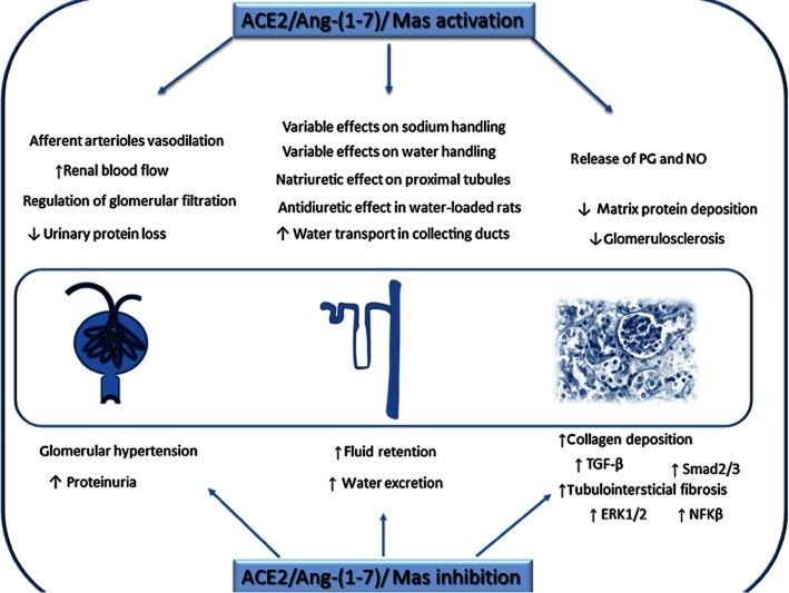 MAS1 Membrane Protein Introduction