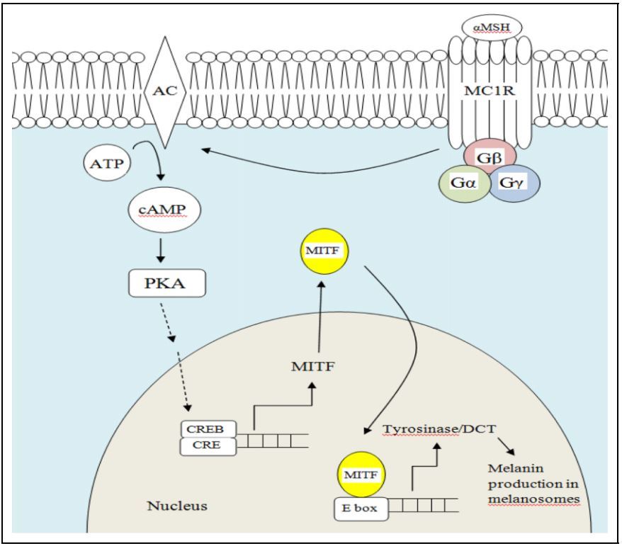 MSH-MC1R regulation pathway of pigment genes.