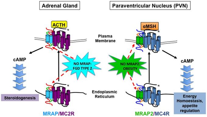 Schematic diagram illustrating MRAP and MRAP2 action on MC2R and MC4R, respectively and physiological consequence of MRAP and MRAP2 deficiency on adrenal steroidogenesis and energy homeostasis.