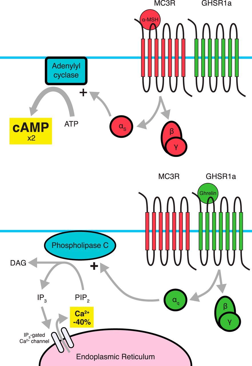 Dimerization between MC3R and GHSR1a results in amplification of MC3R signaling and attenuation of GHSR1a signaling.
