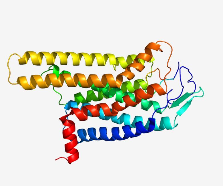 Structure of MC4R membrane protein.