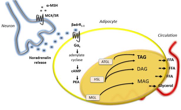 MCR mediates lipolysis in intact human white adipose tissue.