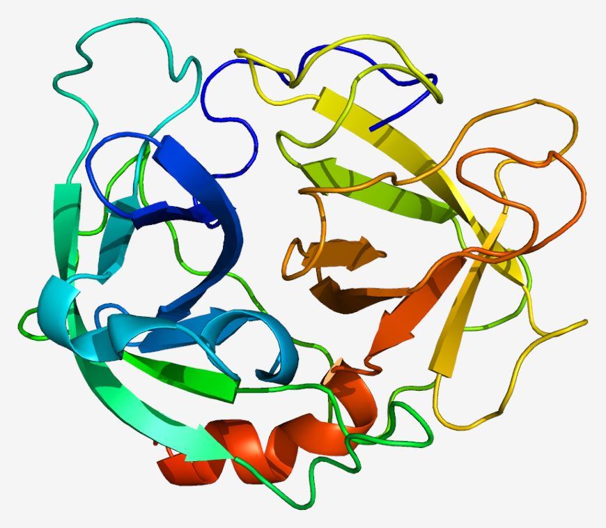 Structure of MCHR2 membrane protein.