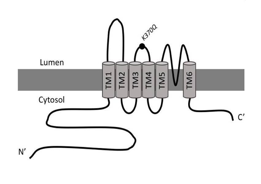 Illustration of the location of the K370Q mutation within MCOLN2. Transmembrane domains 1 to 6 (TM1 to TM6) in MCOLN2 are shown.